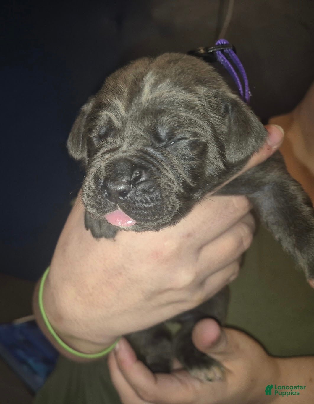 Cane Corso dogs Cane Corso Puppy 6 - Ad 30