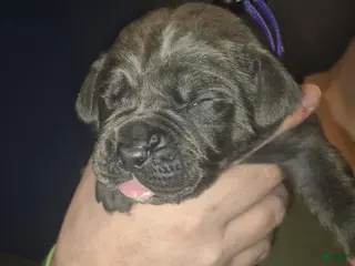 Cane Corso dogs Cane Corso Puppy 6 - Ad 30