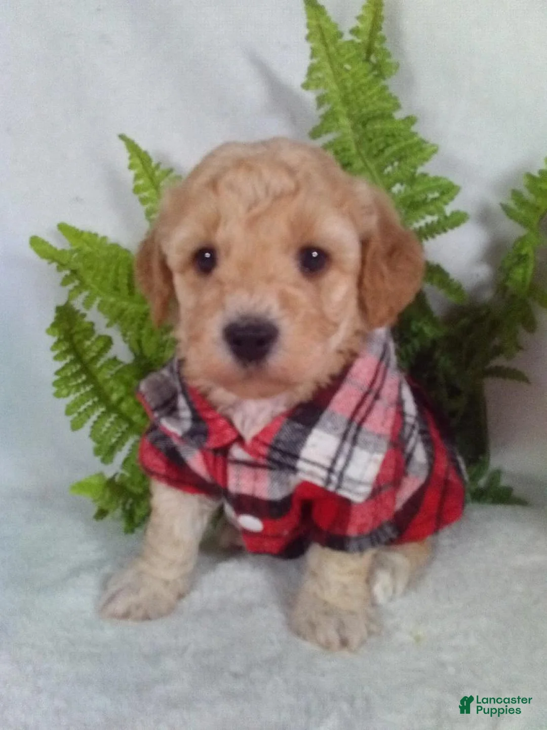 Bichpoo dogs for sale: Joey - Ad 4