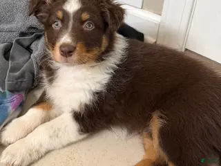 Australian Shepherd dogs for sale: Australian Shepherd Puppy 3 - Ad 1