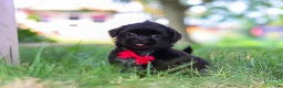 Shih Tzu dogs for sale: Finn - Ad 6
