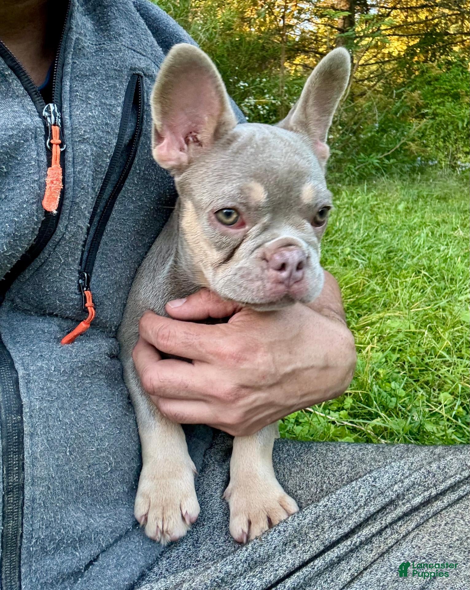 French Bulldog dogs Tula - Ad 1