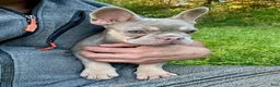 French Bulldog dogs for sale: Tula - Ad 1