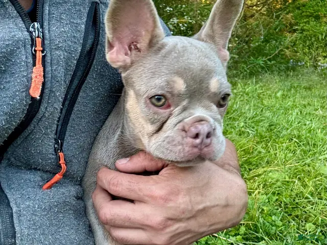 French Bulldog dogs for sale: Tula - Ad 1