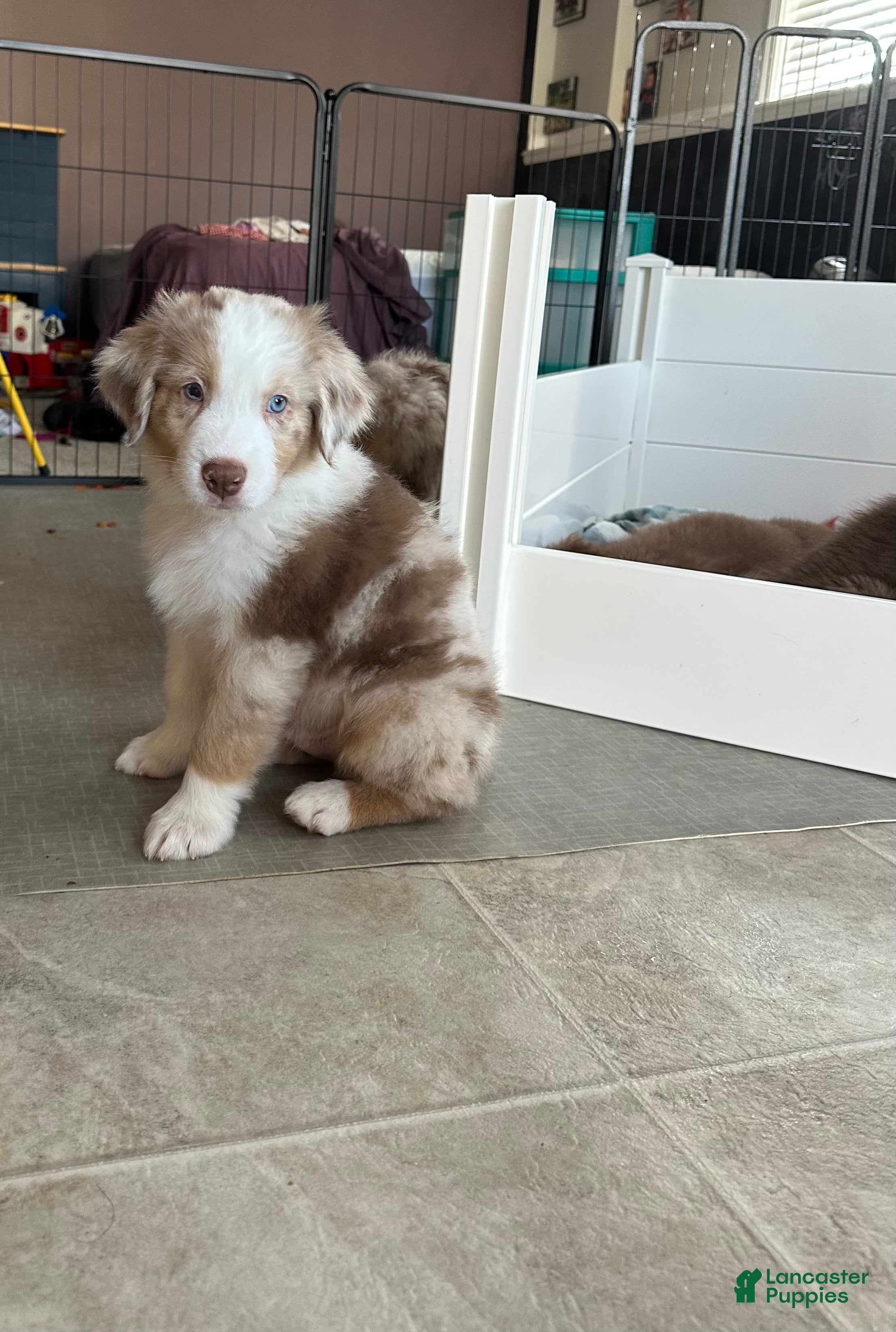 Australian Shepherd dogs Timeless Tomato - Ad 8