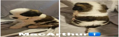Saint Bernard 5