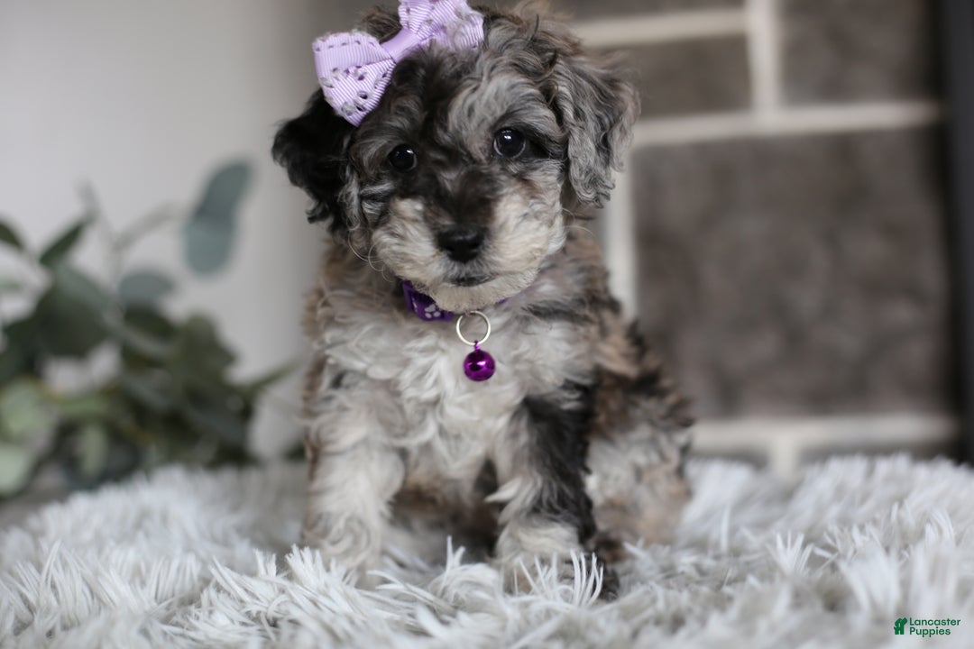 Miniature Poodle dogs for sale: Evie - Ad 18