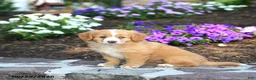 Mini Bernedoodle dogs for sale: Paige - Ad 4