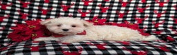 Maltese dogs for sale: Axel 7 lbs Full Grown - Ad 4
