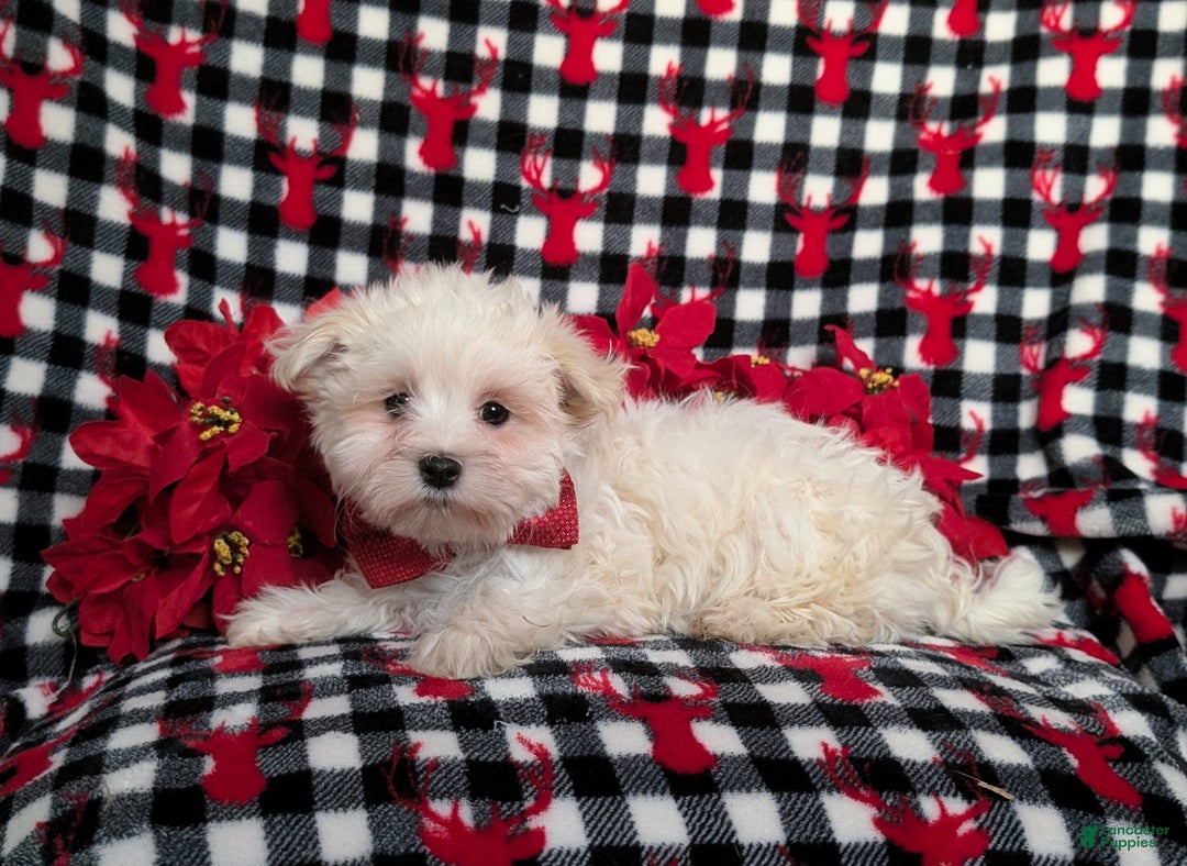 Maltese dogs for sale: Axel 7 lbs Full Grown - Ad 4