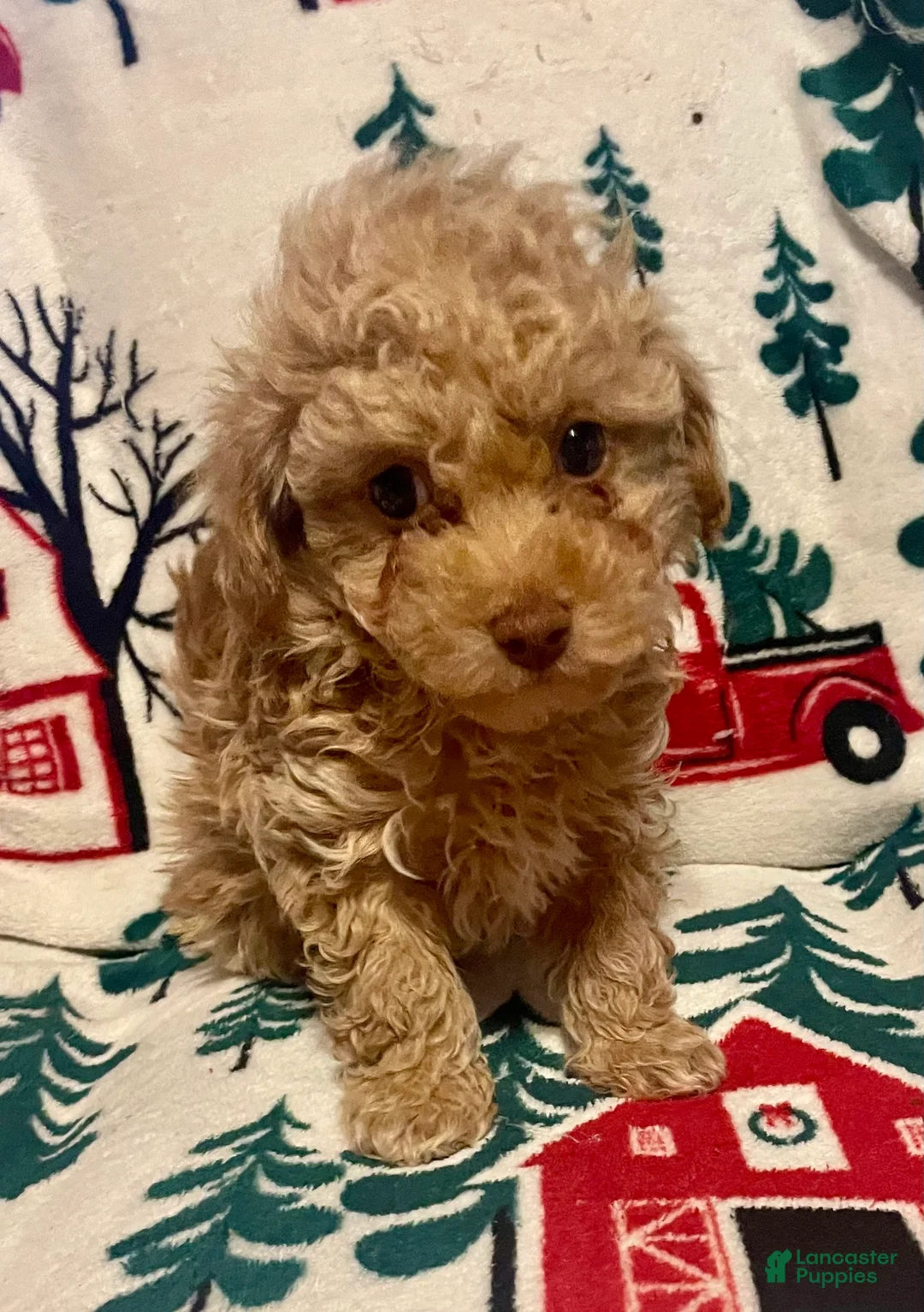 Toy Poodle dogs for sale: Toy Poodle Puppy 2 - Ad 1