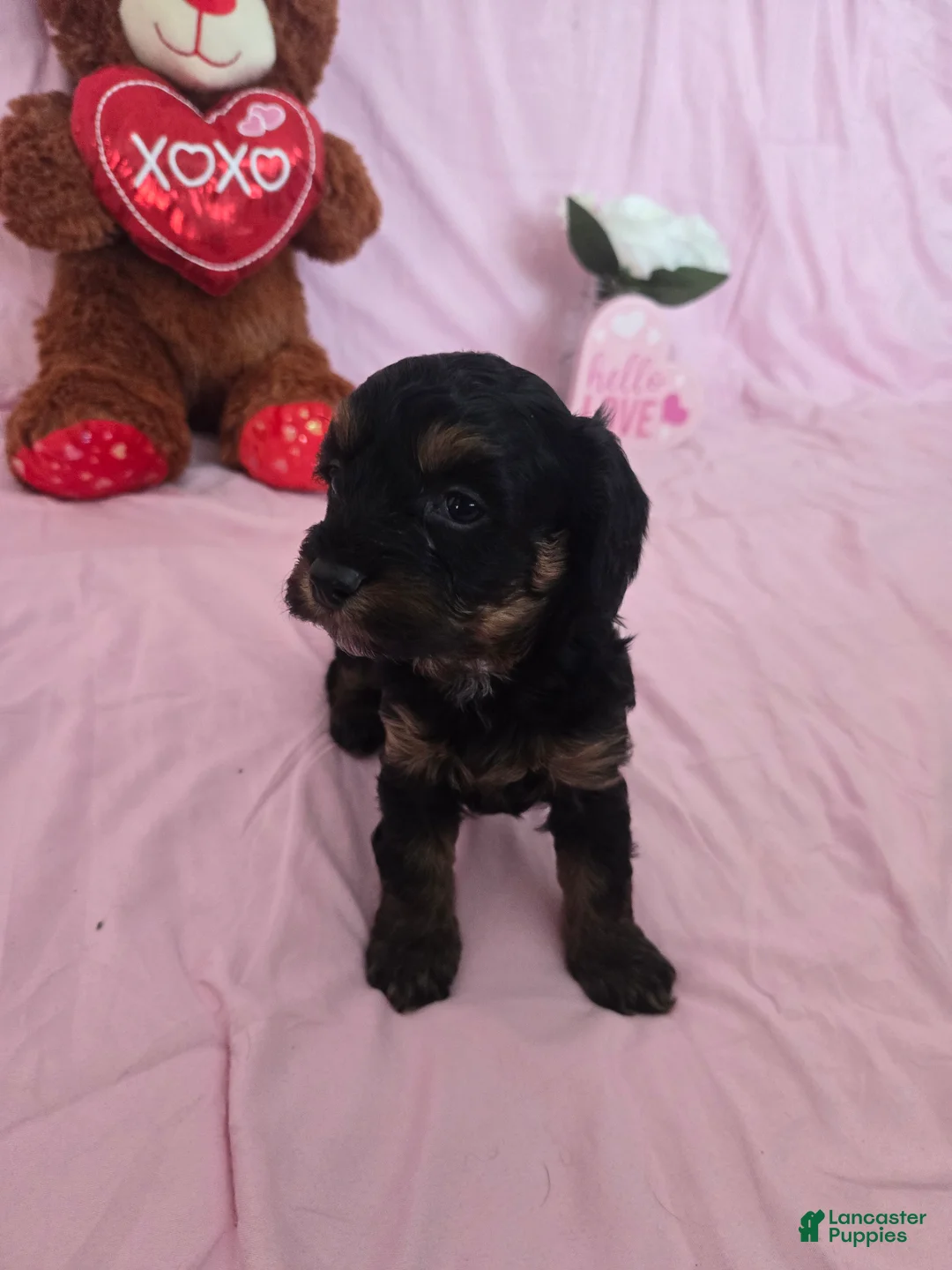 Cavapoo dogs for sale: Beanie - Ad 2