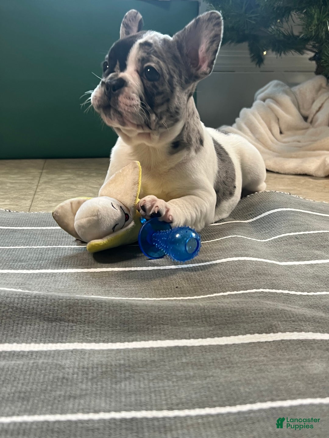 French Bulldog dogs for sale: Piper - Ad 7