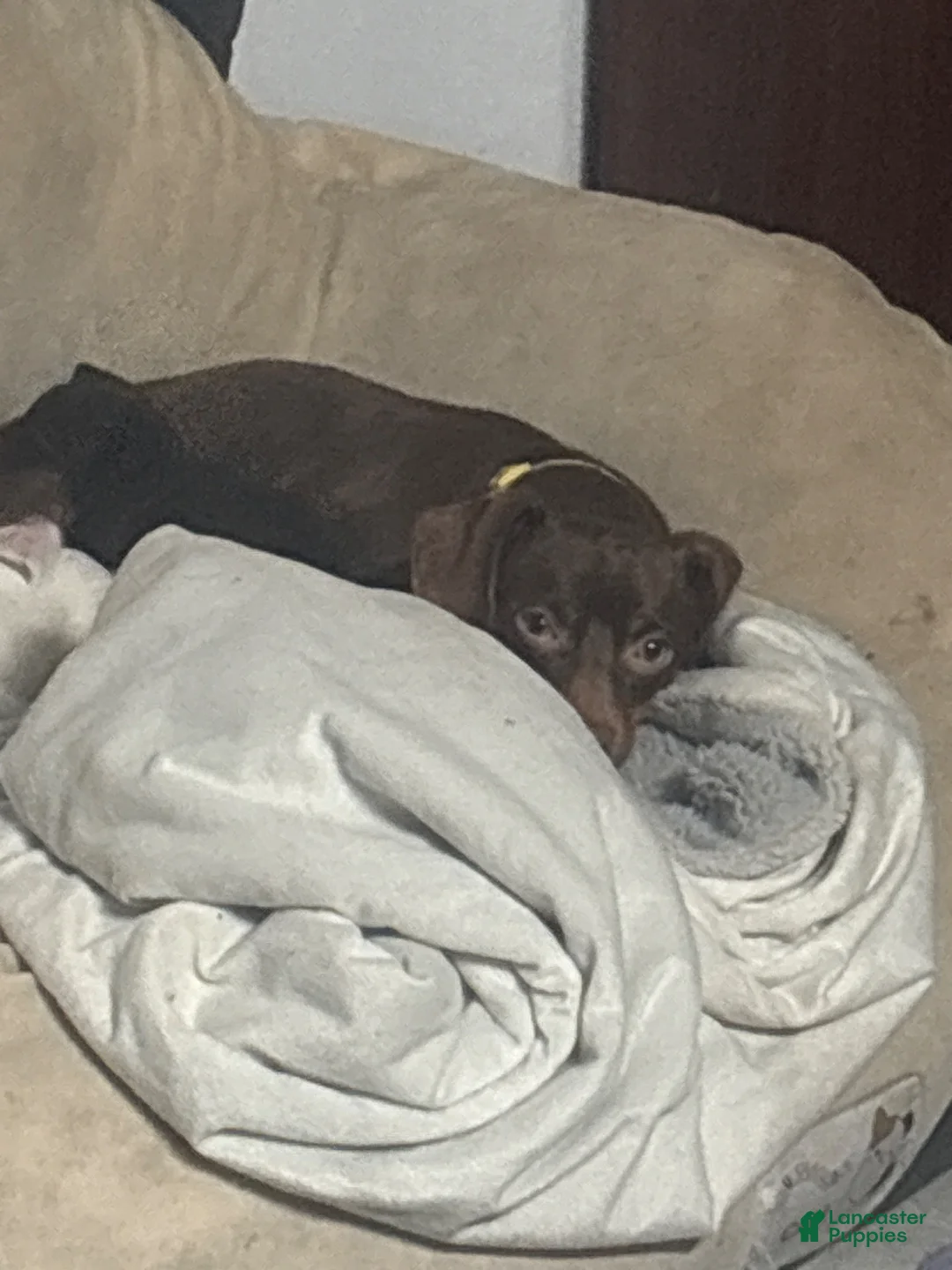 Mixed Breed dogs for sale: Mixed Breed 2 - Ad 2
