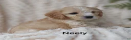Cavachon dogs for sale: Cavachon Puppy 2 Neely  - Ad 6