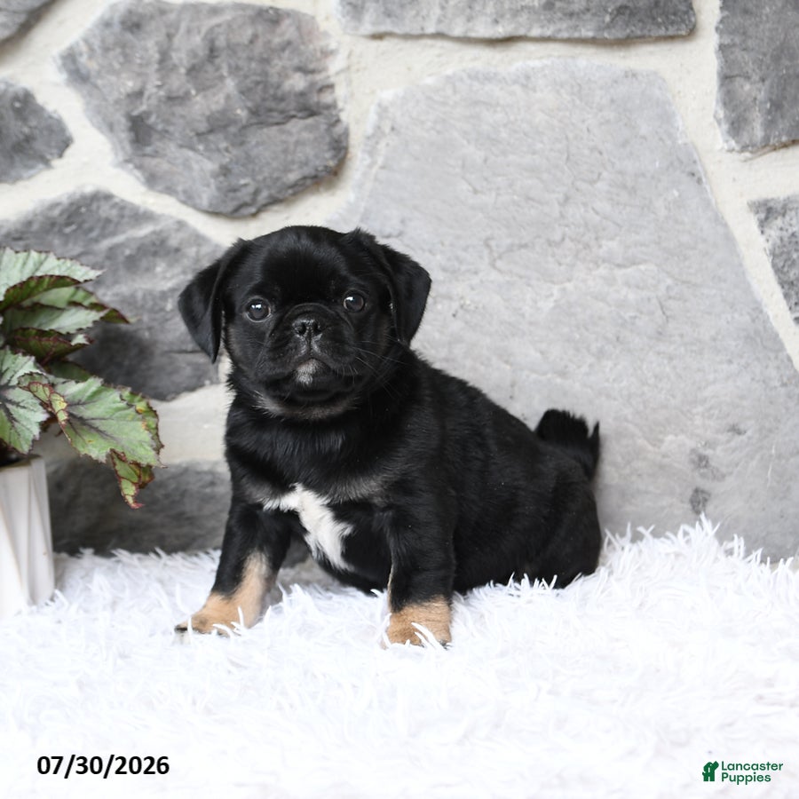 Pug dogs Buster - Ad 1