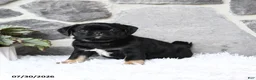 Pug dogs for sale: Buster - Ad 1