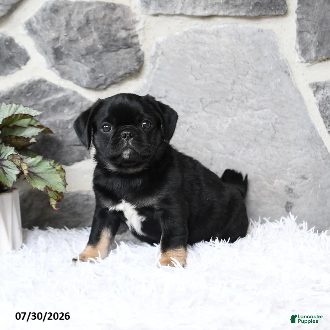 Pug dogs for sale: Buster - Ad 1