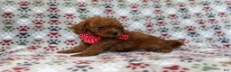 Cavapoo dogs for sale: Lucky - Ad 3