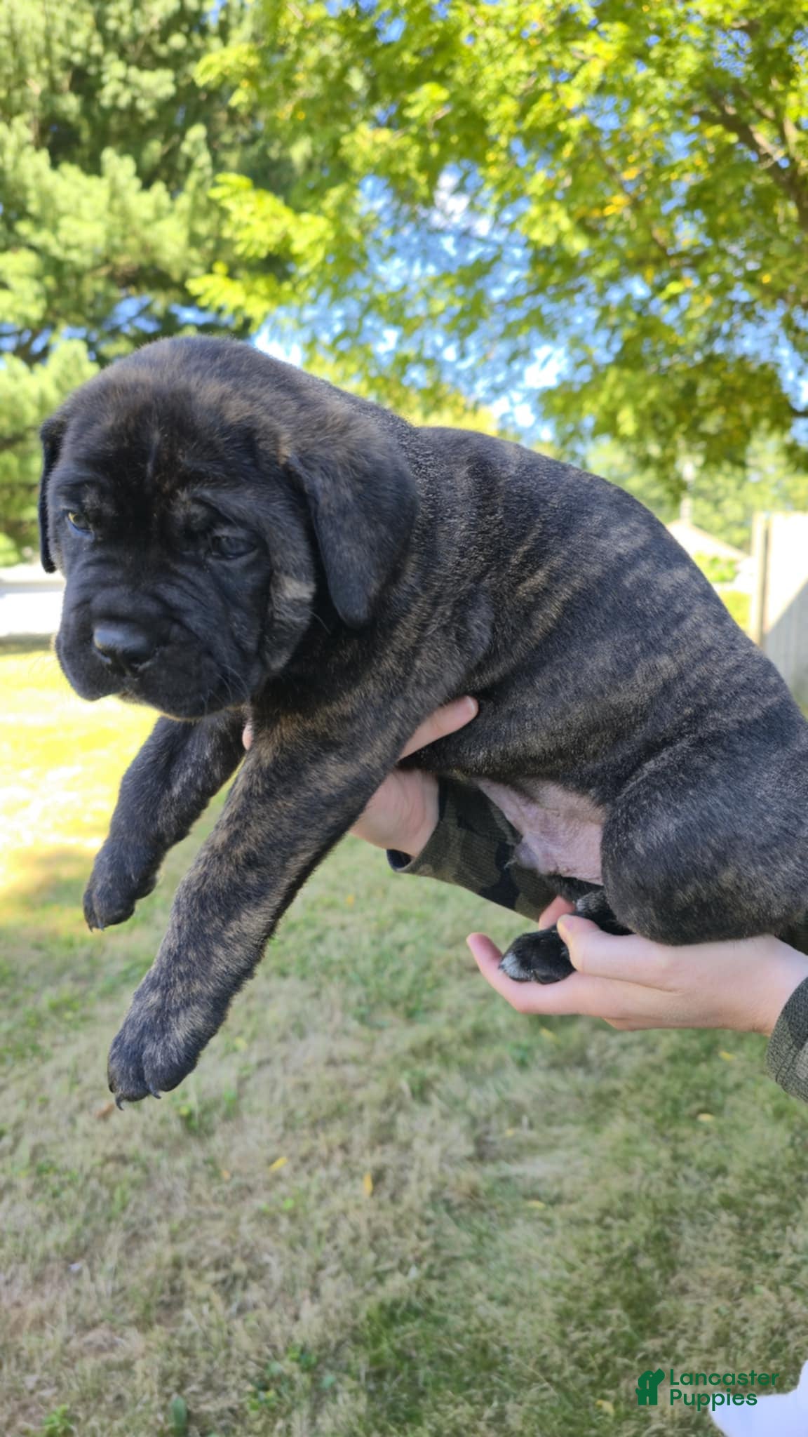 Brindle Cane Corso England Adult Cane Corso Puppies For Sale