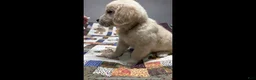 Golden Retriever dogs for sale: Charlie - Ad 3