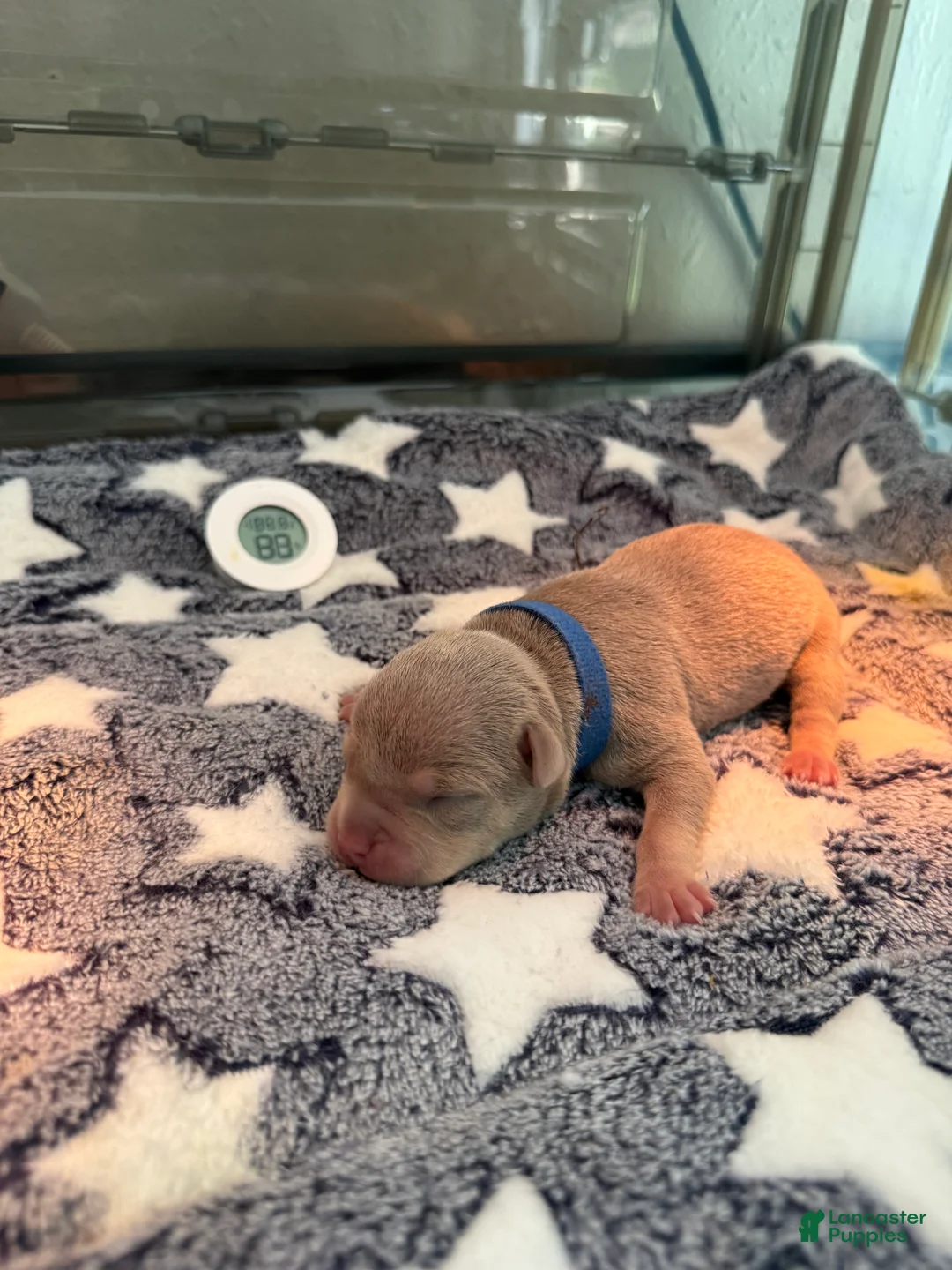 American Bully dogs for sale: American Bully 2 - Ad 1