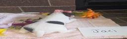 Wire Fox Terrier dogs for sale: (Jaci)  Wire Fox Terrier 2 - Ad 6