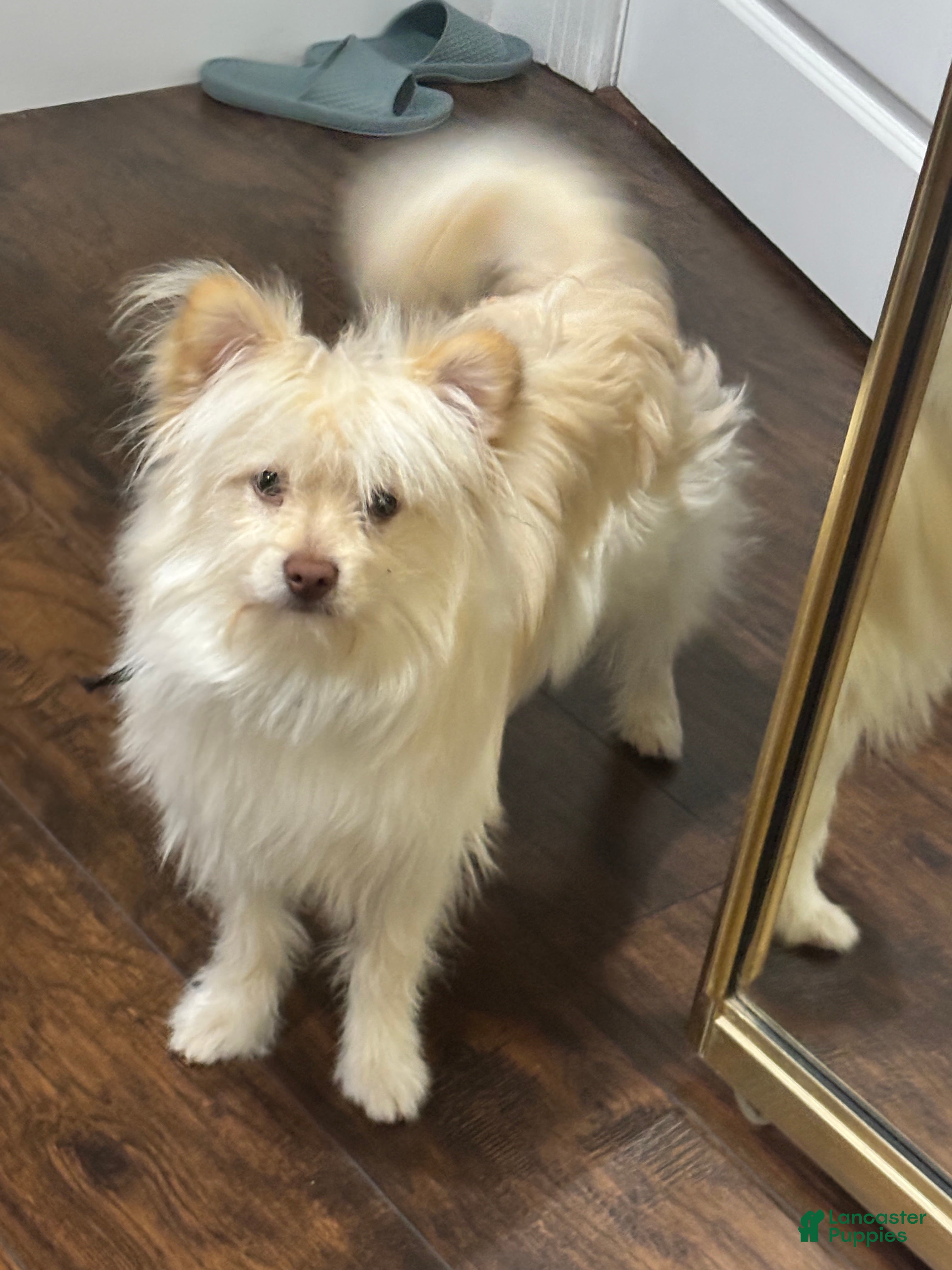 Mixed Breed dogs Mixed Breed Puppy 1 - Ad 26