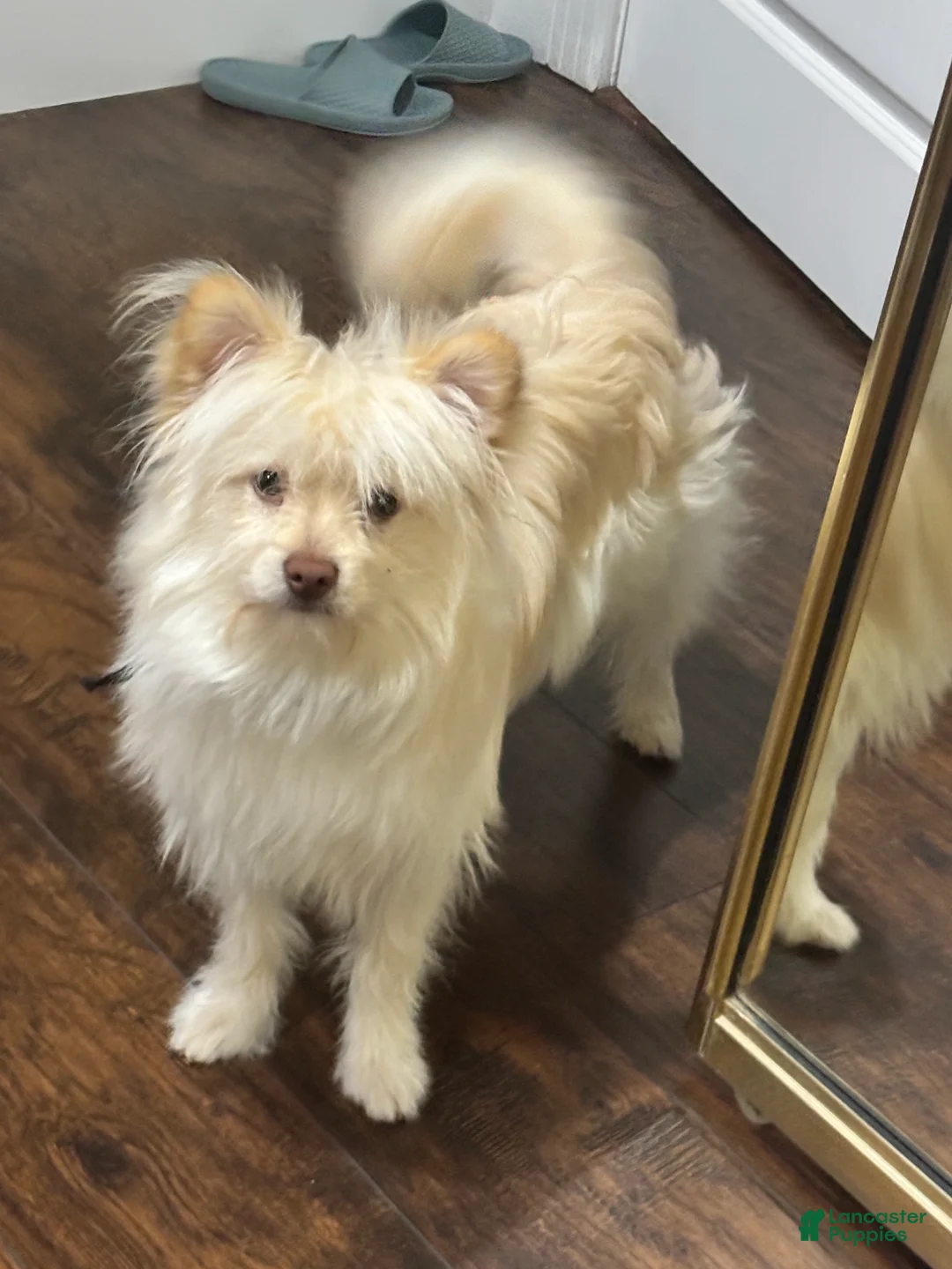 Mixed Breed dogs for sale: Mixed Breed Puppy 1 - Ad 1