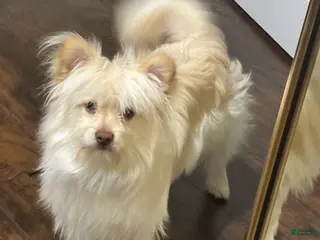 Mixed Breed dogs Mixed Breed Puppy 1 - Ad 26