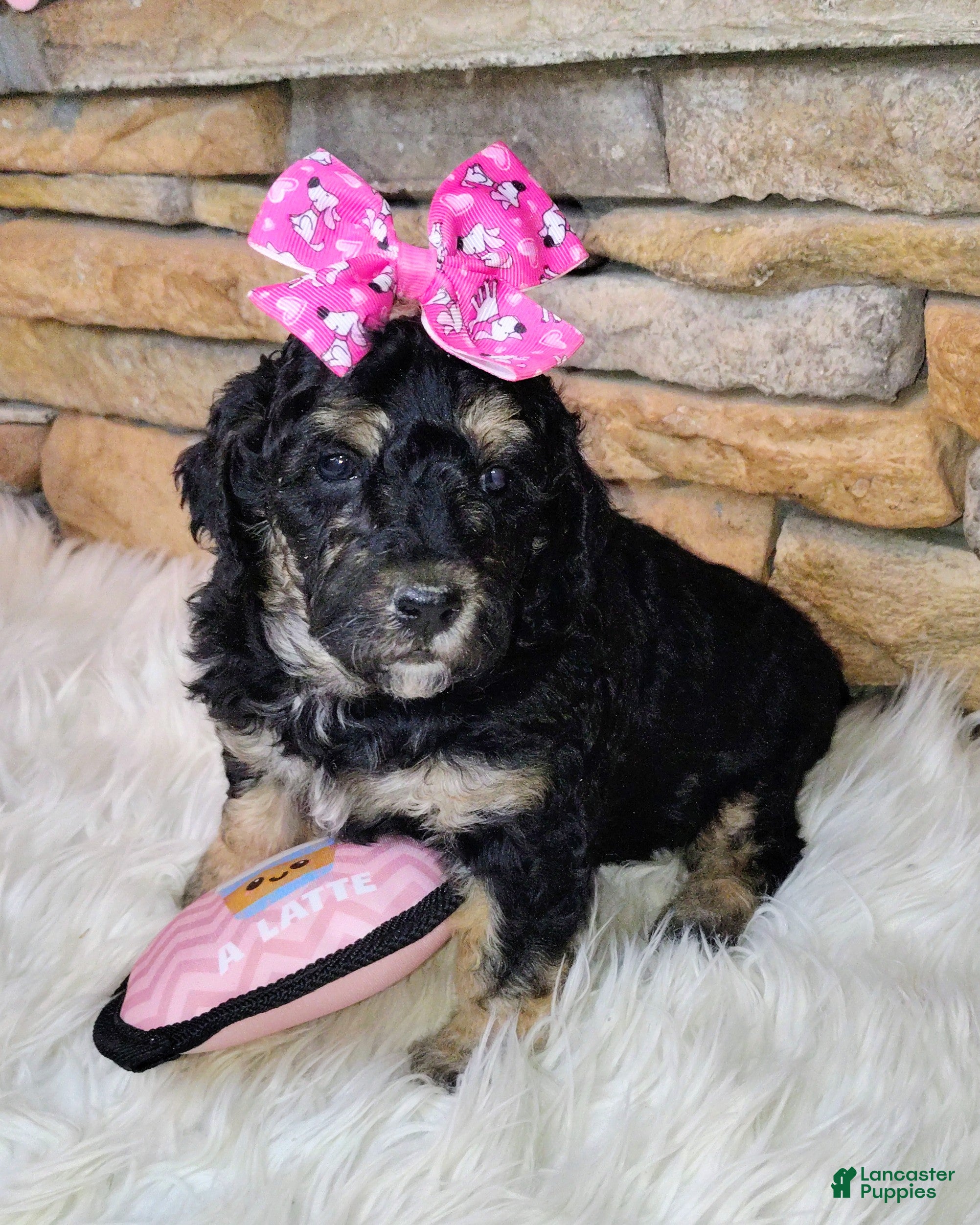 Saint Berdoodles dogs Lobelia F1b Mini Saint Berdoodle - Ad 2