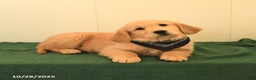 Golden Retriever dogs for sale: Walnut - Ad 6