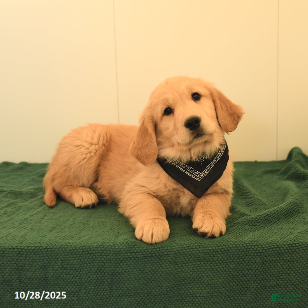 Golden Retriever dogs for sale: Walnut - Ad 6