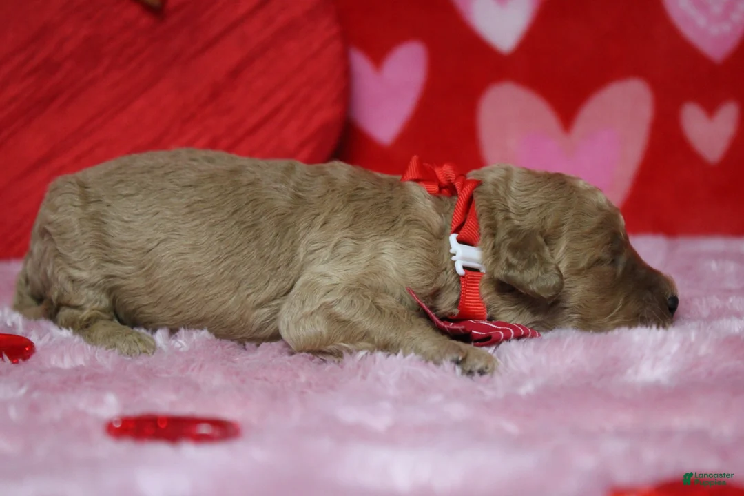 Goldendoodle dogs for sale: Pibb - Ad 7