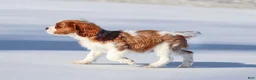 Cavalier King Charles Spaniel dogs for sale: Liam - Ad 31