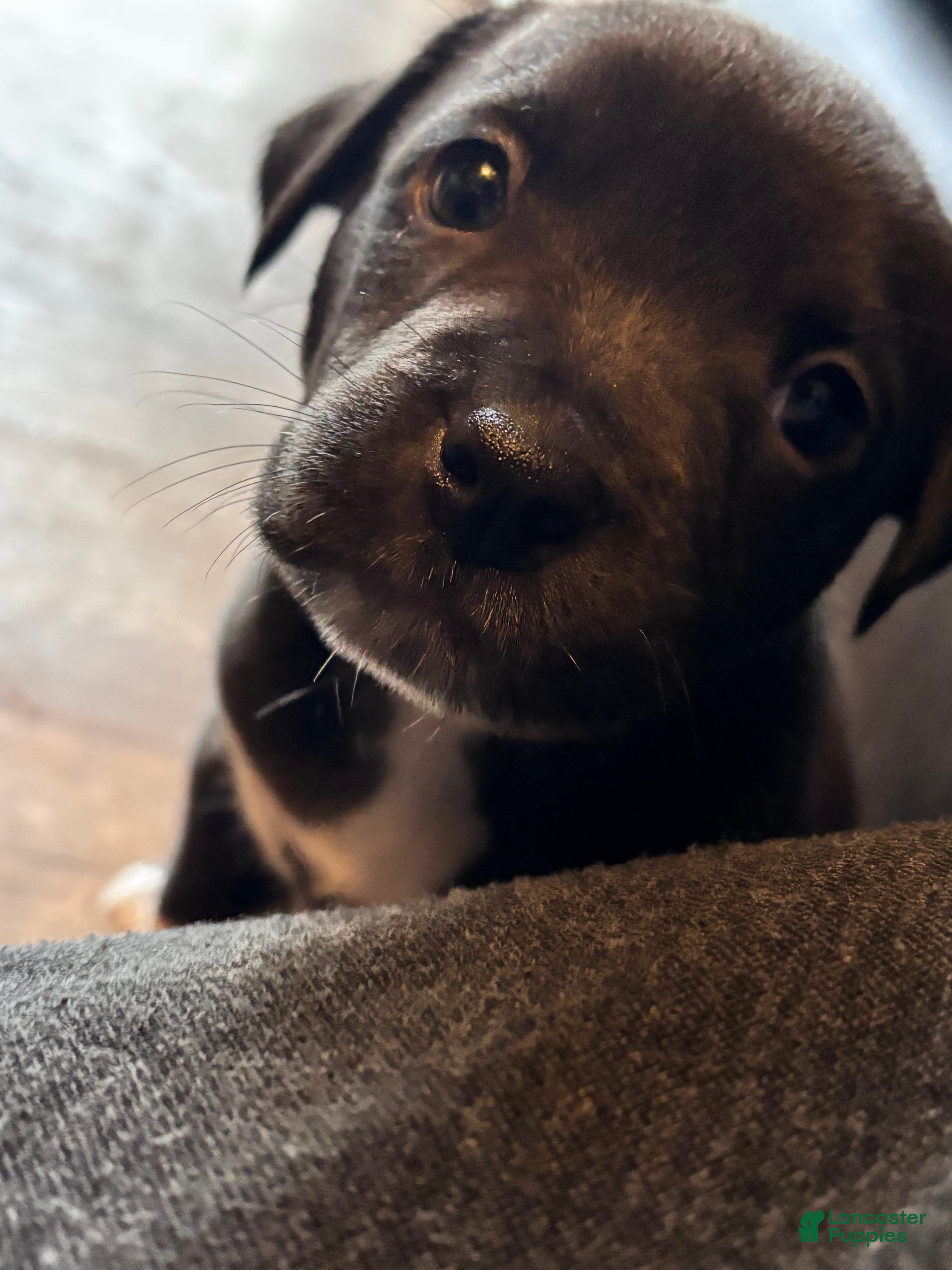 Mixed Breed dogs Mixed Breed Puppy 7 - Ad 11