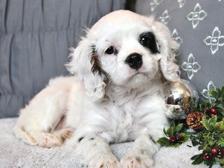 Cavachon dogs - Ad 42