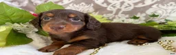 Miniature Dachshund dogs for sale: Mindy - Ad 2