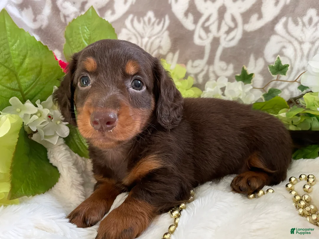 Miniature Dachshund dogs for sale: Mindy - Ad 2