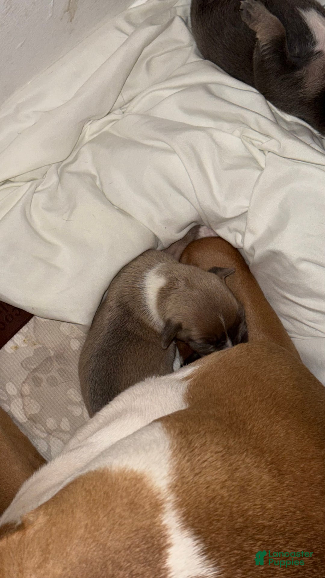 American Bully dogs for sale: Fonzo  - Ad 2