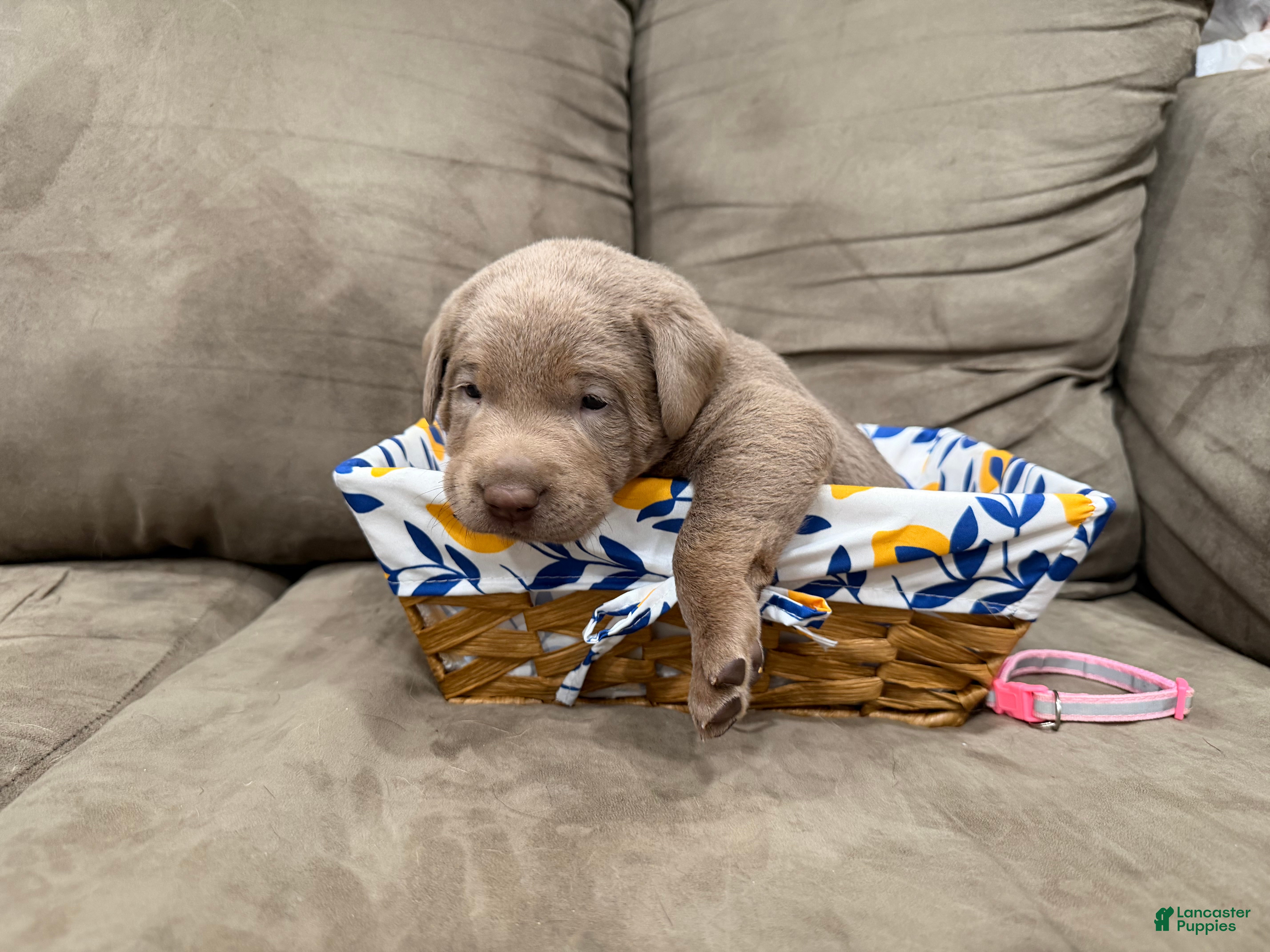 Labrador Retriever dogs Whitney  - Ad 39