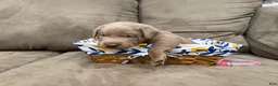 Labrador Retriever dogs for sale: Whitney  - Ad 1
