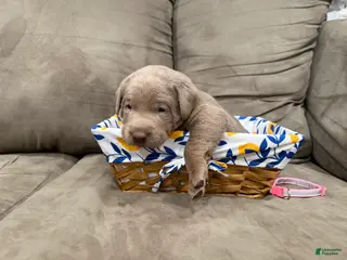 Labrador Retriever dogs Whitney - Ad 19