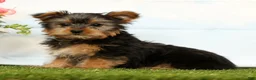 Yorkshire Terrier dogs for sale: Jasper - Ad 4