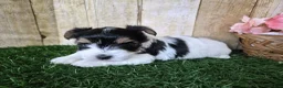 Biewer Terrier dogs for sale: Willow - Ad 5