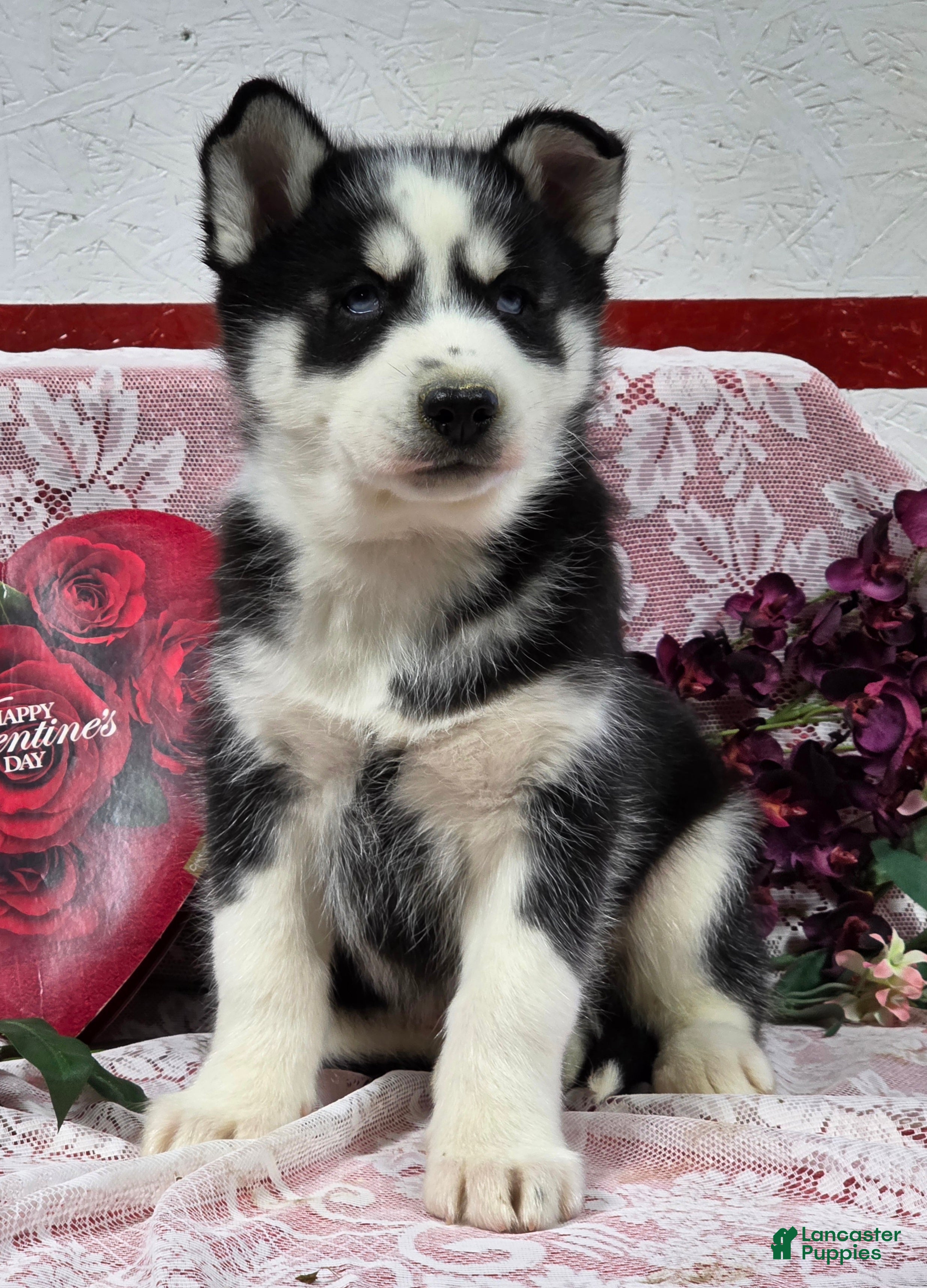 Siberian Husky dogs Kenton - Ad 2