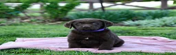 Labrador Retriever dogs for sale: Edge - Ad 4