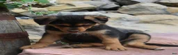 German Shepherd dogs for sale: Sophia - Ad 5