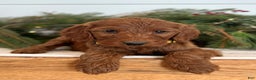 Irish Doodle dogs for sale: Ginger - Ad 12