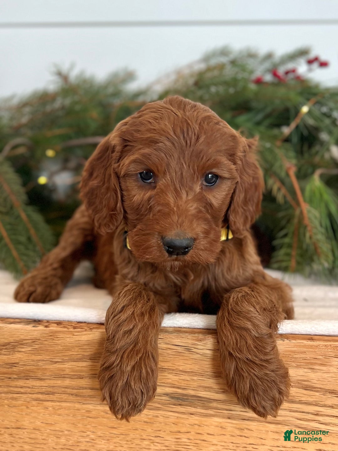 Irish Doodle dogs for sale: Ginger - Ad 12
